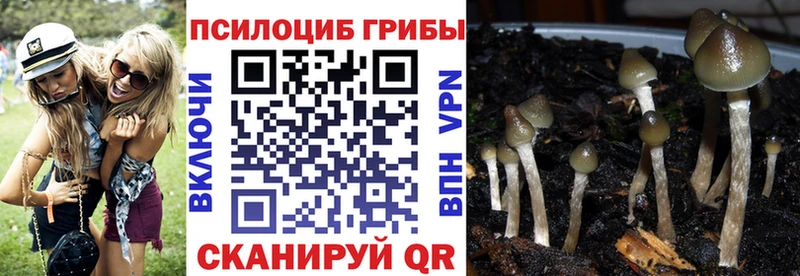 Псилоцибиновые грибы Psilocybe Еманжелинск